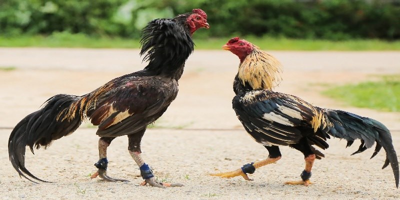 Lý do người chơi nên tham gia đá gà cựa dao